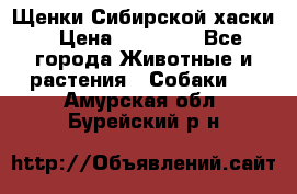 Щенки Сибирской хаски › Цена ­ 18 000 - Все города Животные и растения » Собаки   . Амурская обл.,Бурейский р-н